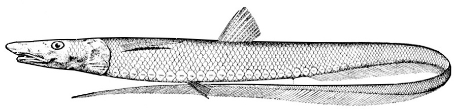 Aldrovandia phalacra_01.jpg